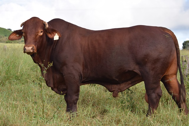 Glenlands D Ultimatum